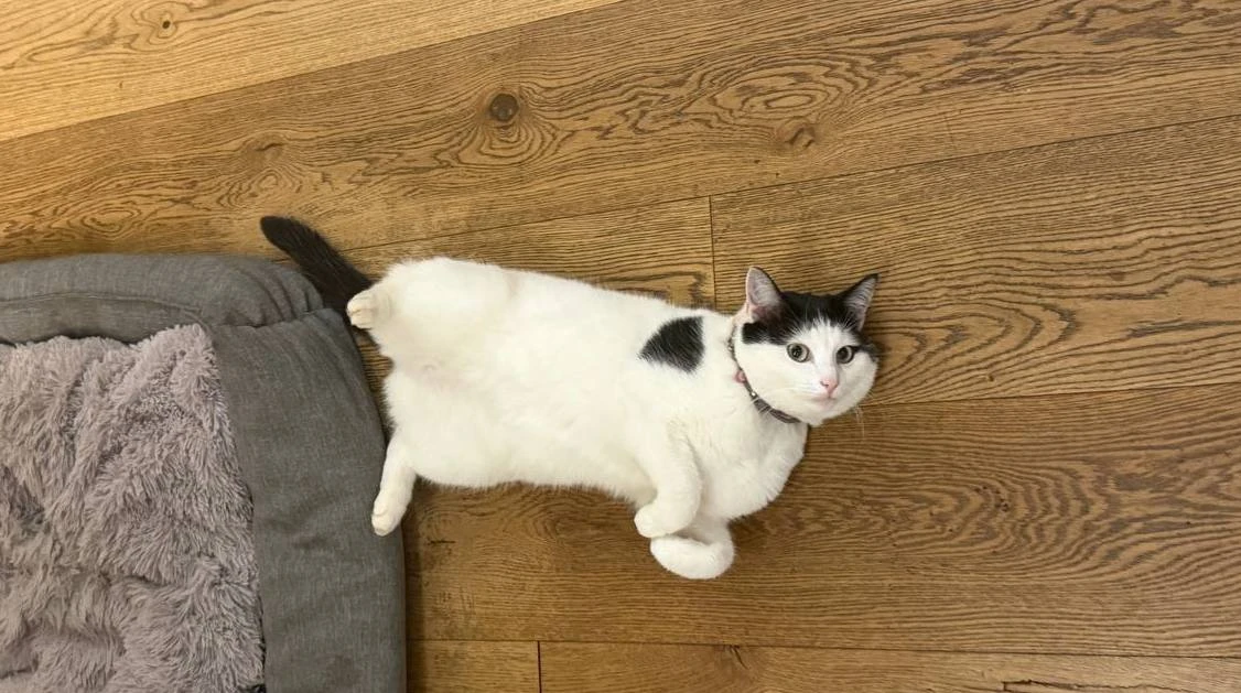 🐈 Потеряшка дня