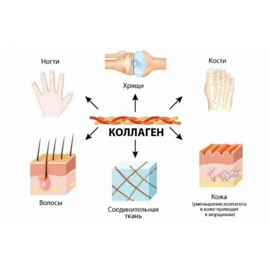 ТИПЫ КОЛЛАГЕНА