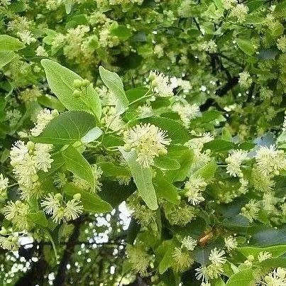 Рецепт избавления от солей: народная магия липы! 🌿