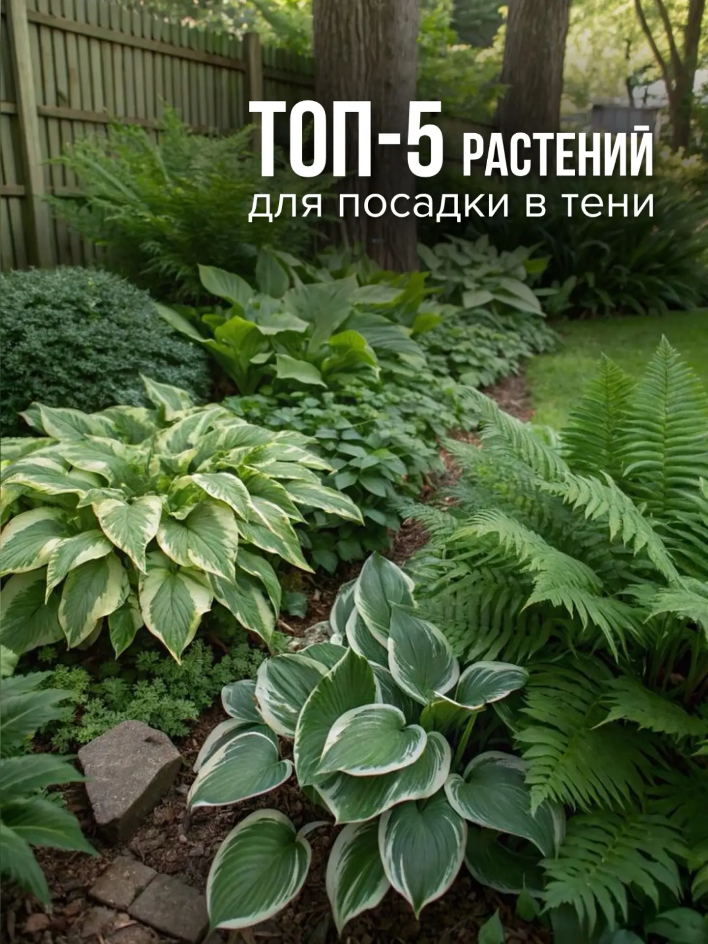 Тень и полутень — не приговор для сада!