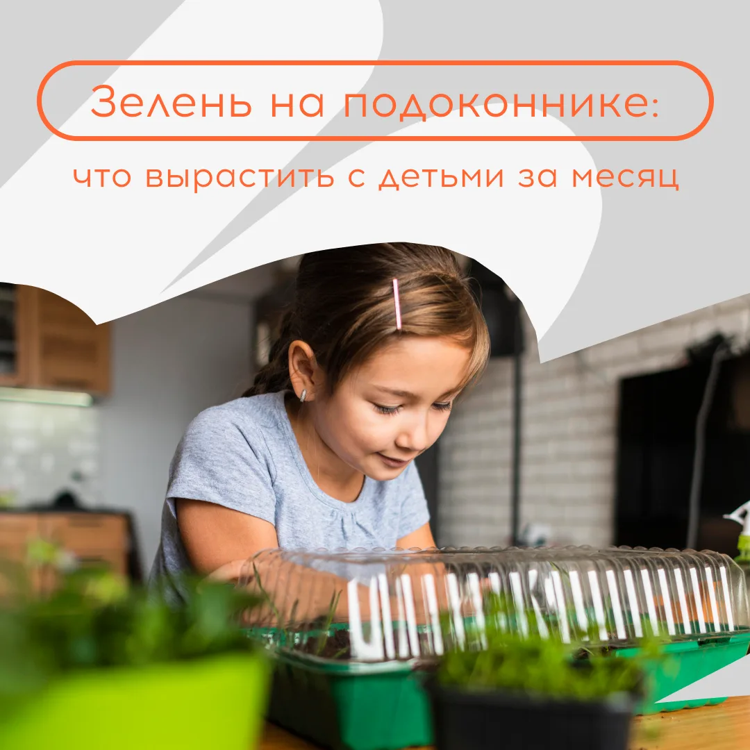 🫜 Свежая мята к чаю, укроп к супу или базилик для пасты – всё это можно выращивать дом...