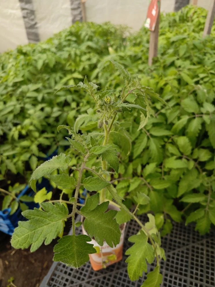 🍅🍆🥒 🫑🥬 Томаты, перцы, баклажаны, кабачки, огурцы, тыква, и другая рассада  📍П. Бобровский есть доста