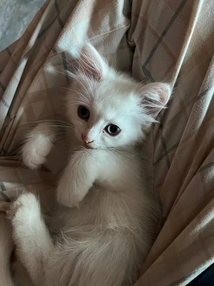 Милоты в ленту 💖