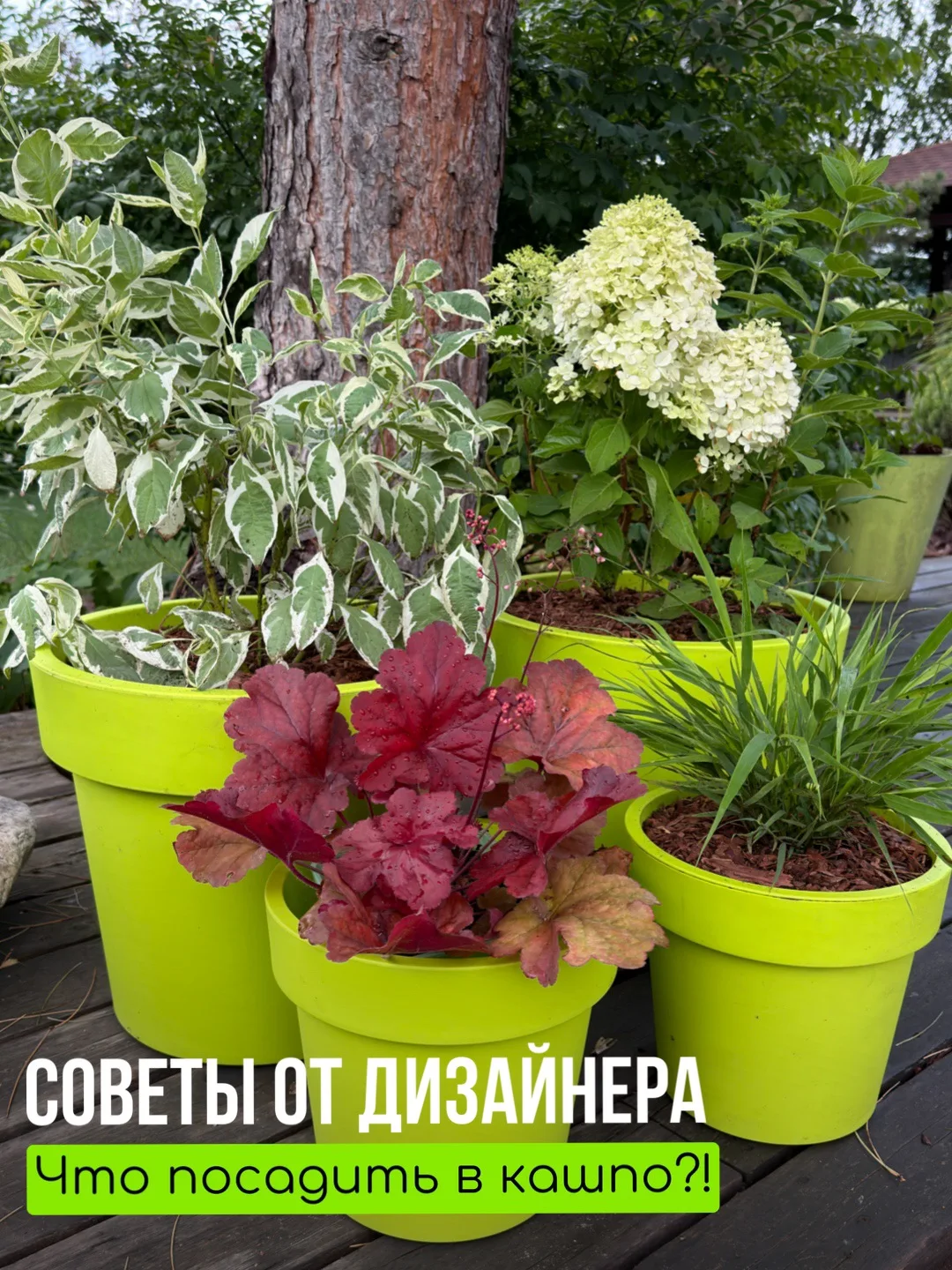 Какие растения можно выращивать в горшках и кашпо?
⠀
🌸🌸🌸 Растения хорошо растущие и стабильно зим