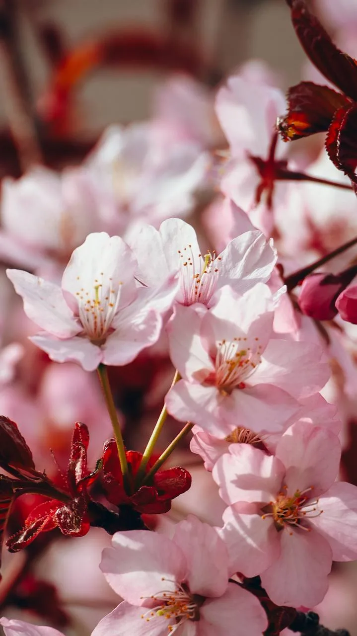 В городе зацвела сакура 😍 🌸  Доброе утро, Южно-Сахалинск! Май радует тёплым началом дня, не смотря н