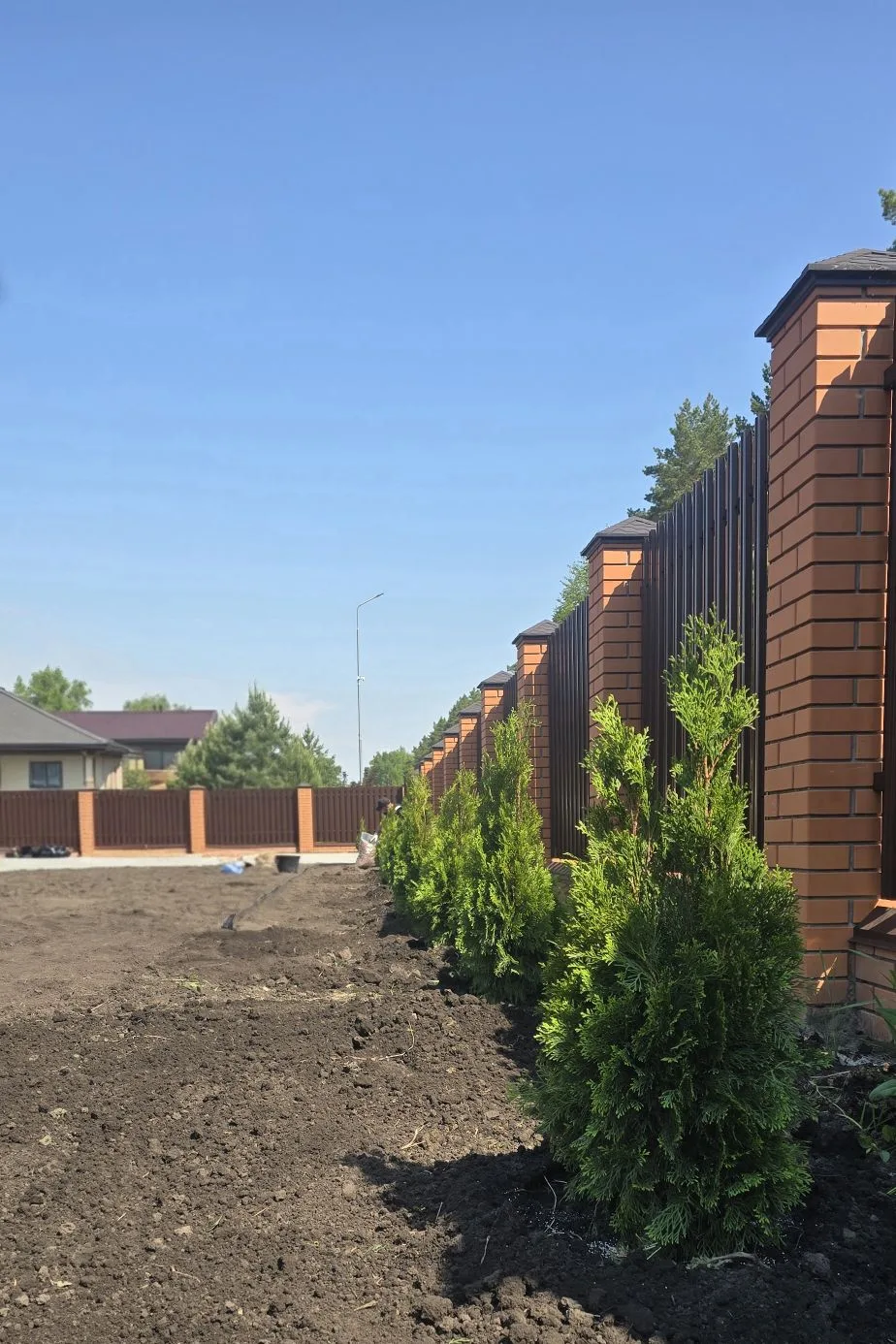 Поставка Туи западной Брабант 70-90см (ком), но уже с нашей посадкой.