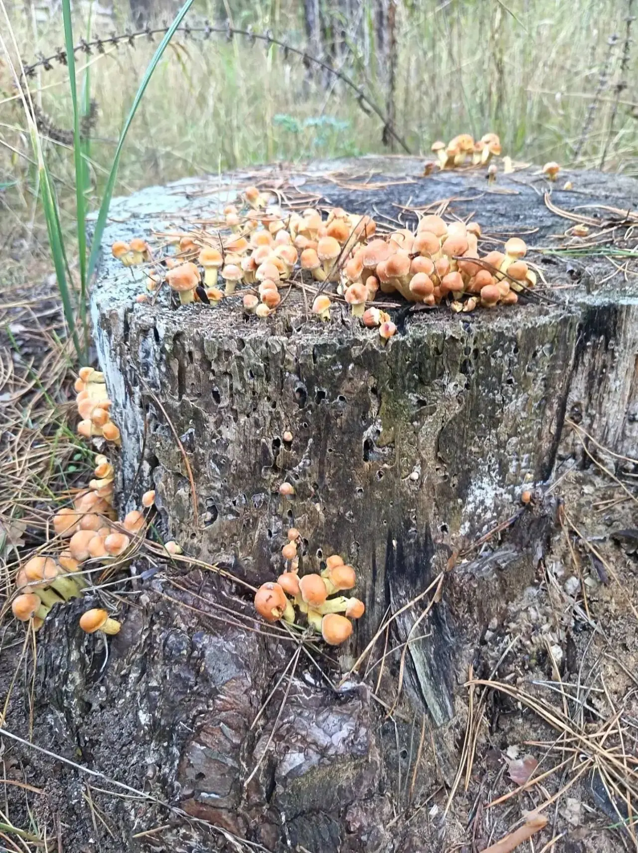 В «Пикник-парке» — грибной сезон 🍄