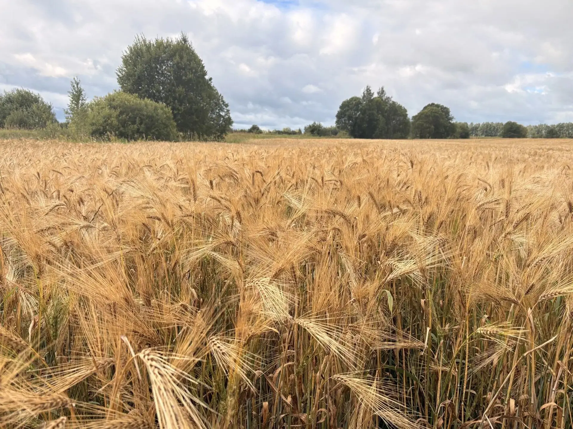 🌾 В нашем округе завершена уборка озимых зерновых! 🌾                                 ...