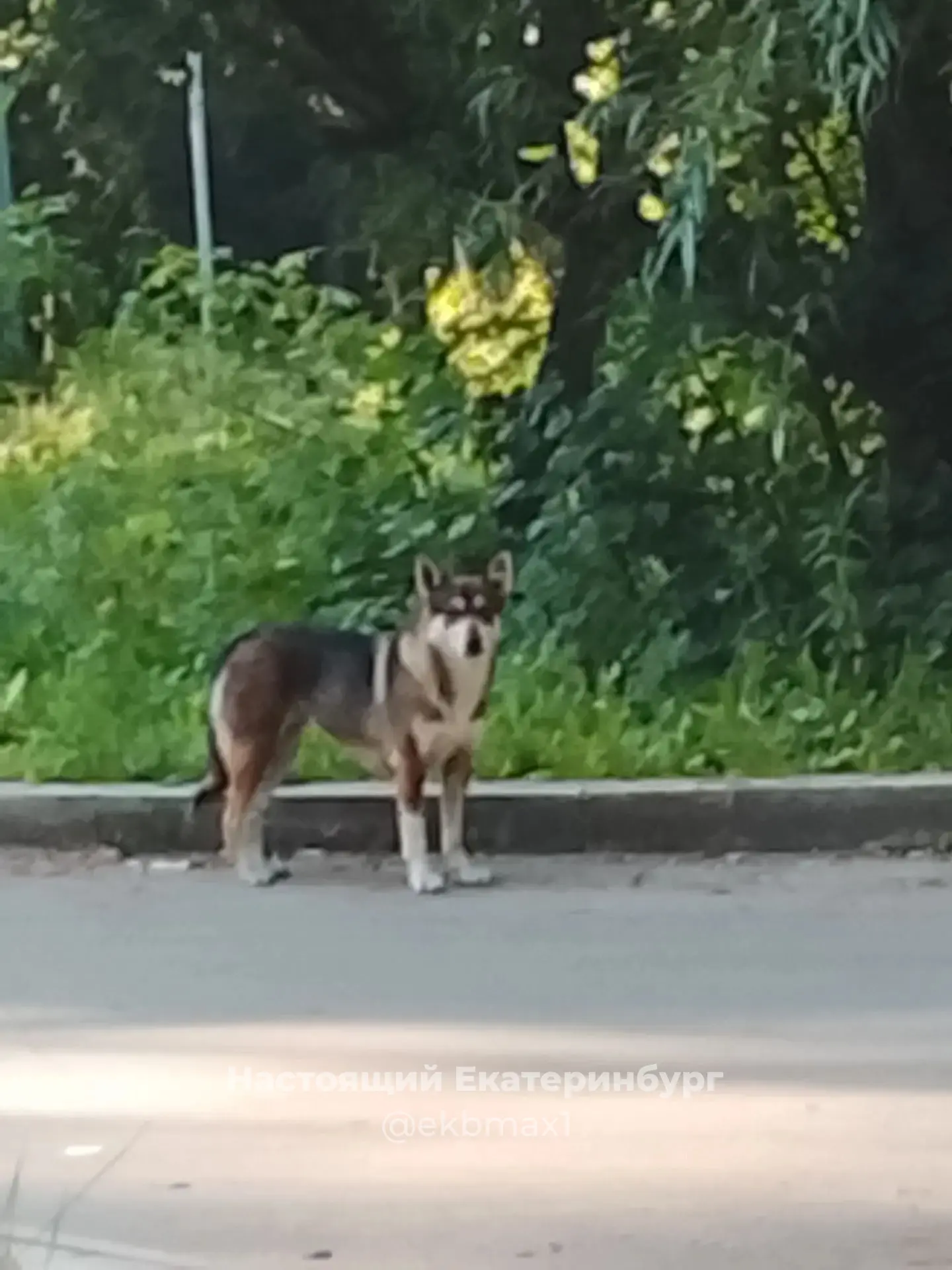 Потеряшек пост