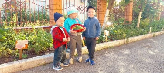 Воспитанники первой младшей группы с радостью собрали урожай на огороде. Они бережно сн...