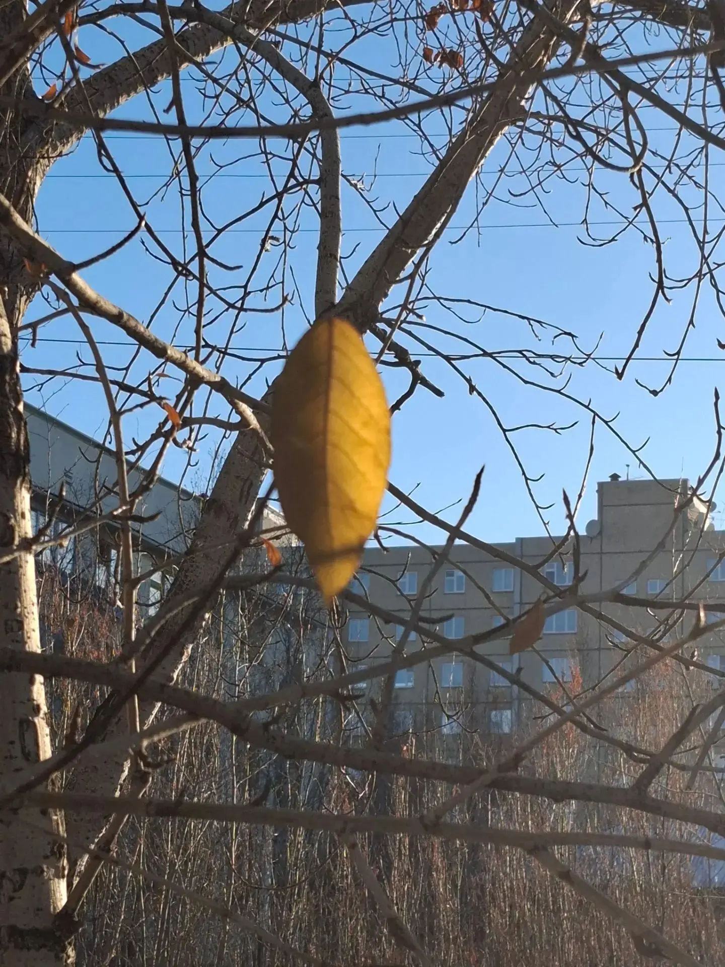 🍂☀️ «Последний из могикан»: маленький символ стойкости в мирнинском дворе