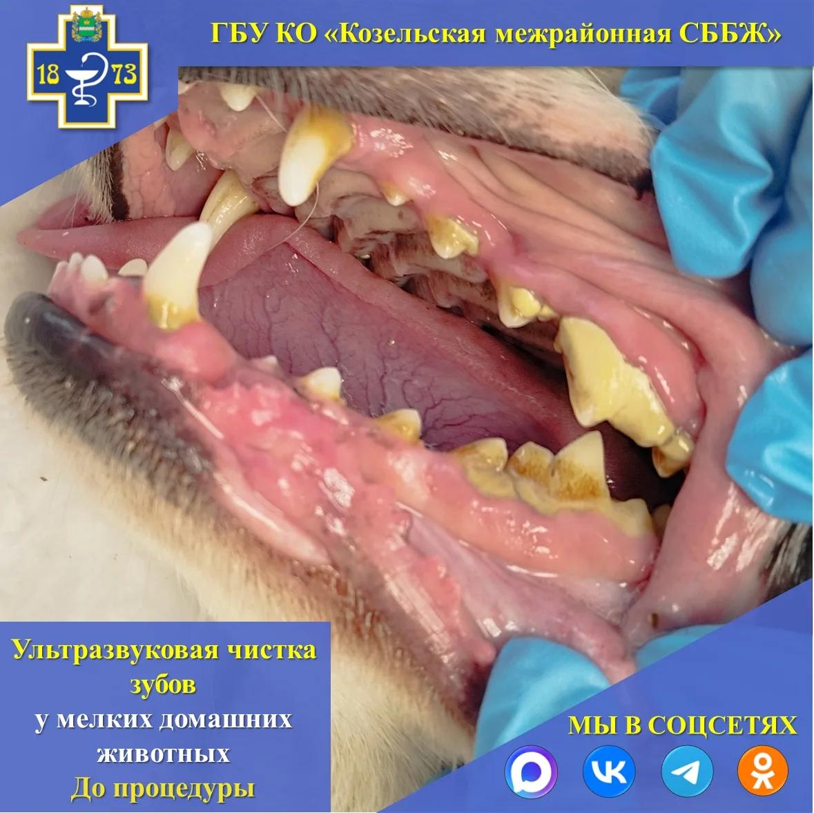 🐕🐆О ПРОВЕДЕНИИ ПРОЦЕДУРЫ УЛЬТРАЗВУКОВОЙ ЧИСТКИ ЗУБОВ У МЕЛКИХ ДОМАШНИХ ЖИВОТНЫХ

Уважаемые владель