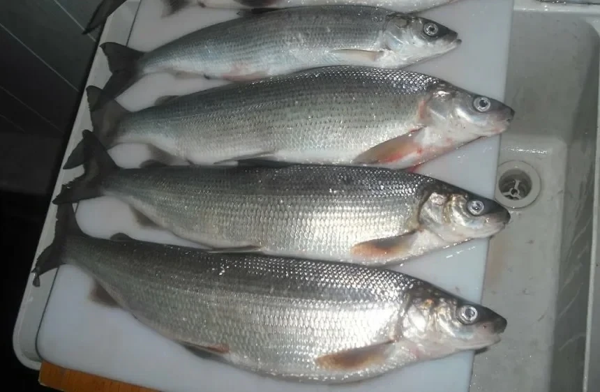 Токсичная рыба из Магнитогорска: в продукте нашли мышьяк и свинец!