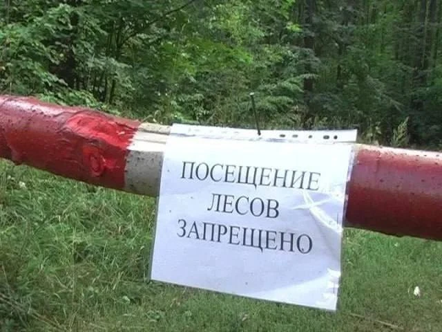 Запрет на посещение лесов в Ростовской области продлен до 2 июля