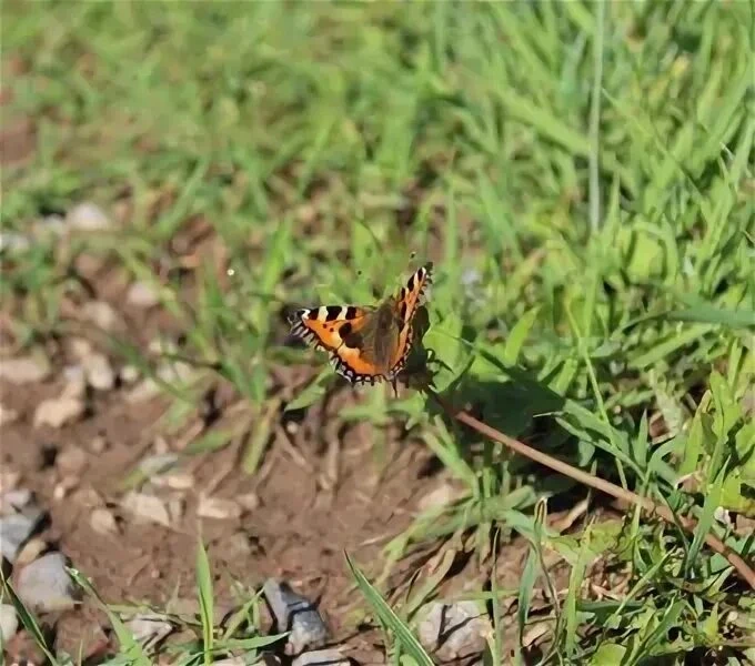 🦋 Бабочки🦋-замечательные создания,способные радовать глаз и приносить пользу окружающ...