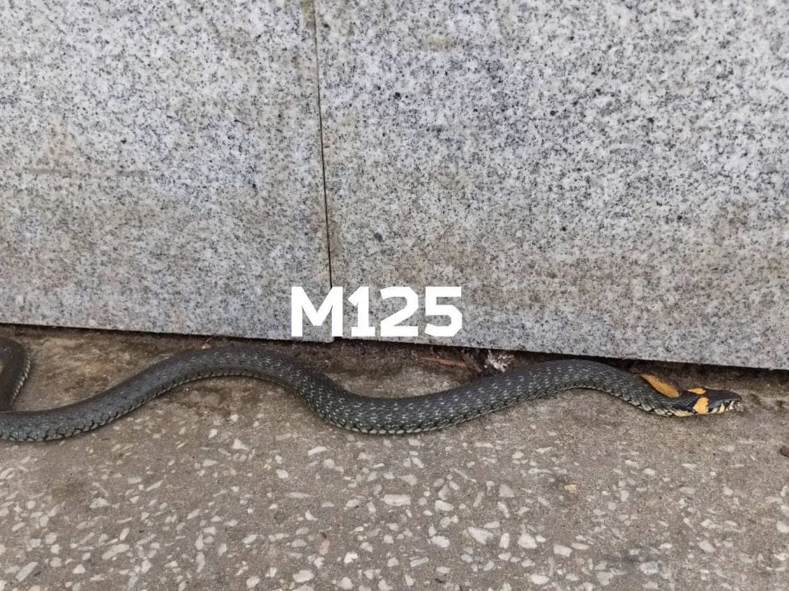 🐍 В парке у набережной в Кунцево заметили змей, которые выползли погреться на солнце