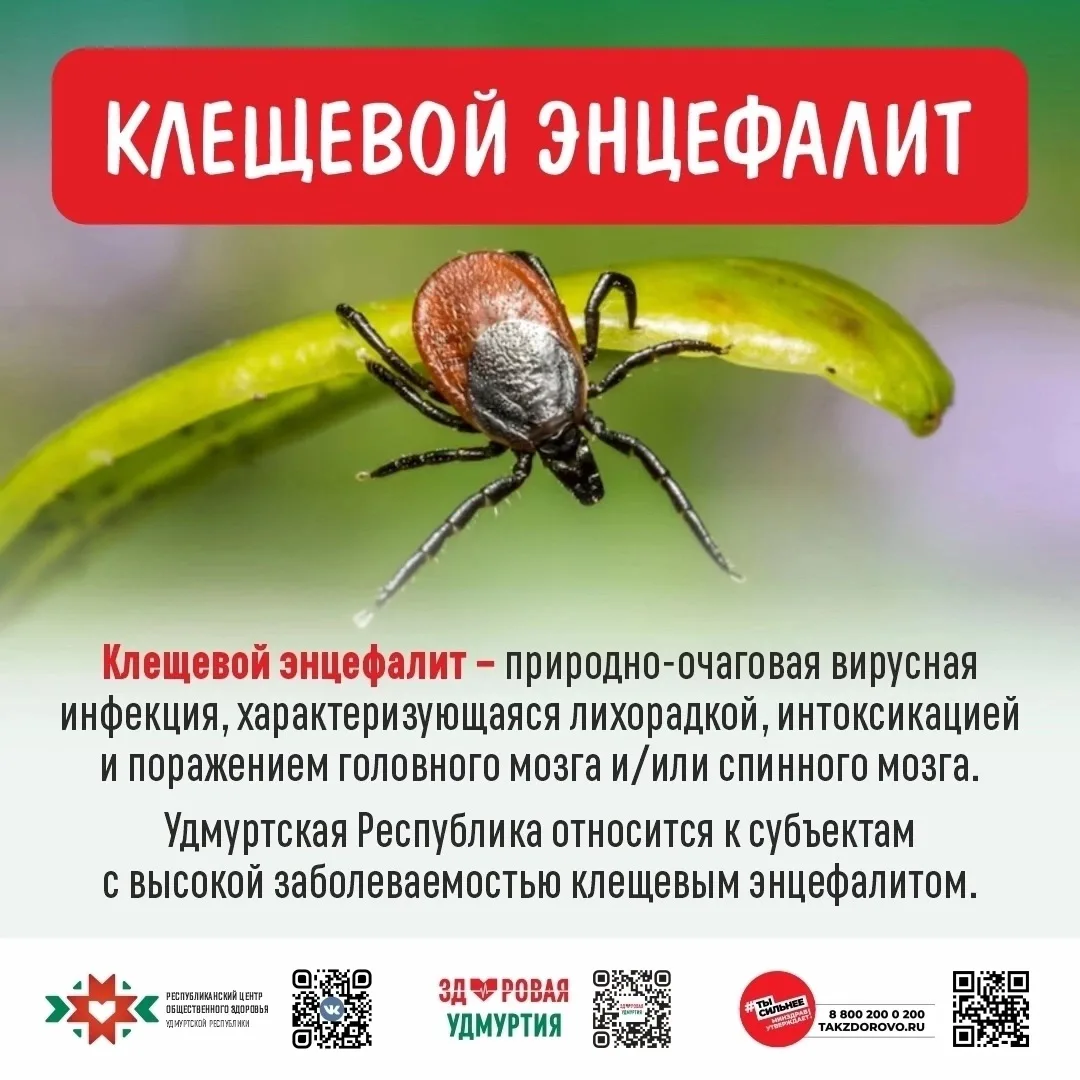 🕷️Клещевой энцефалит — это вирусное заболевание, передающееся через укусы инфицированн...