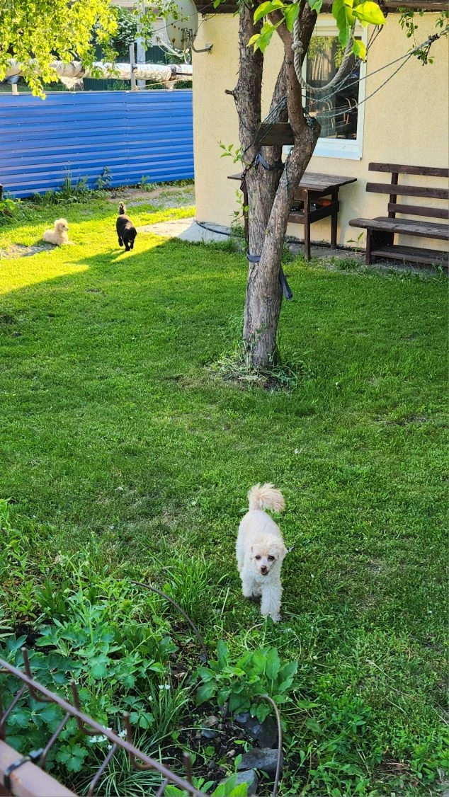 Вот такие барашки на моей лужайке))) ❤️