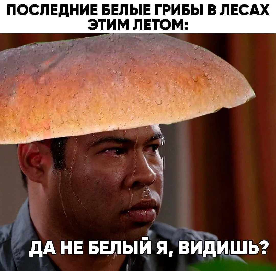 Белые грибы практически исчезли в российских лесах.