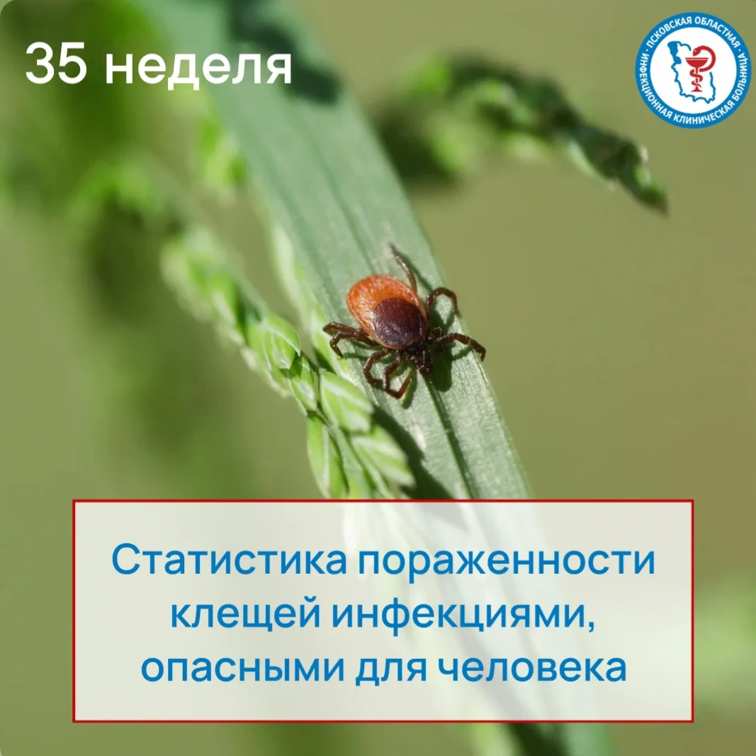 🕷️🌿Статистика пораженности клещей инфекциями