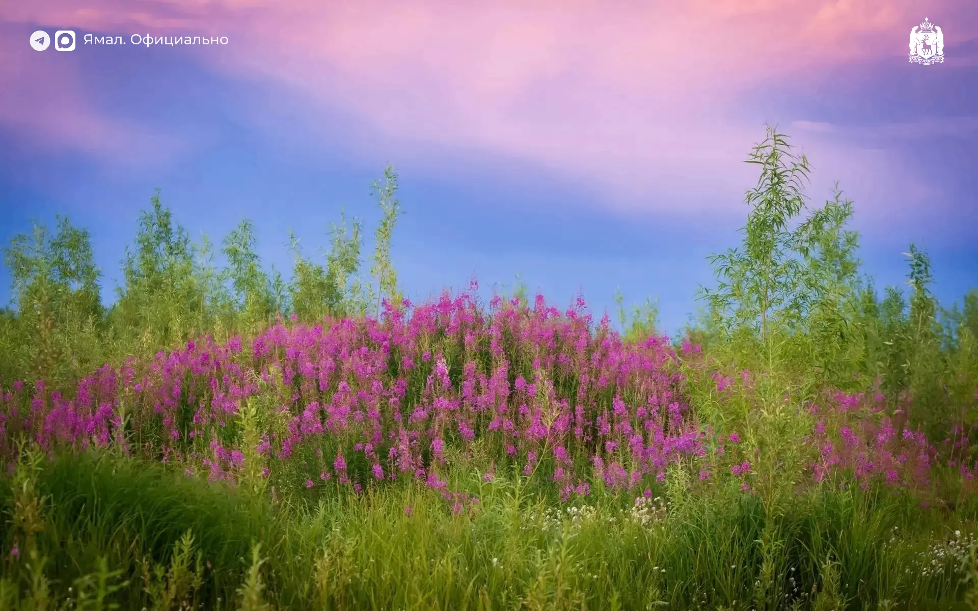 Цветущие поля иван-чая – один из самых узнаваемых пейзажей Ямала 💜

 📸 Ева Кострома