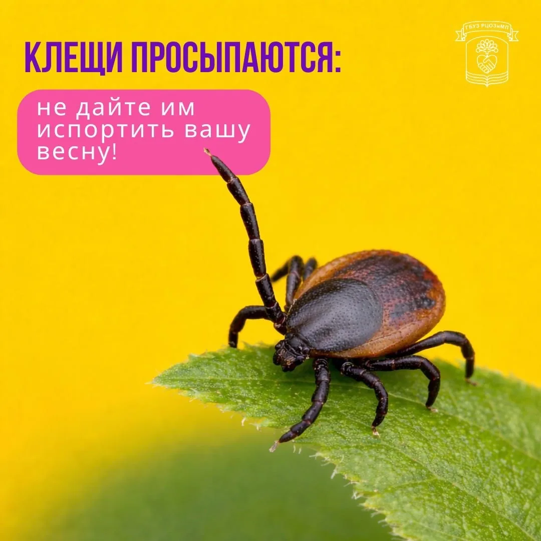 С теплым солнцем просыпаются не только подснежники, но и клещи. Даже если на улице еще лежит снег, н