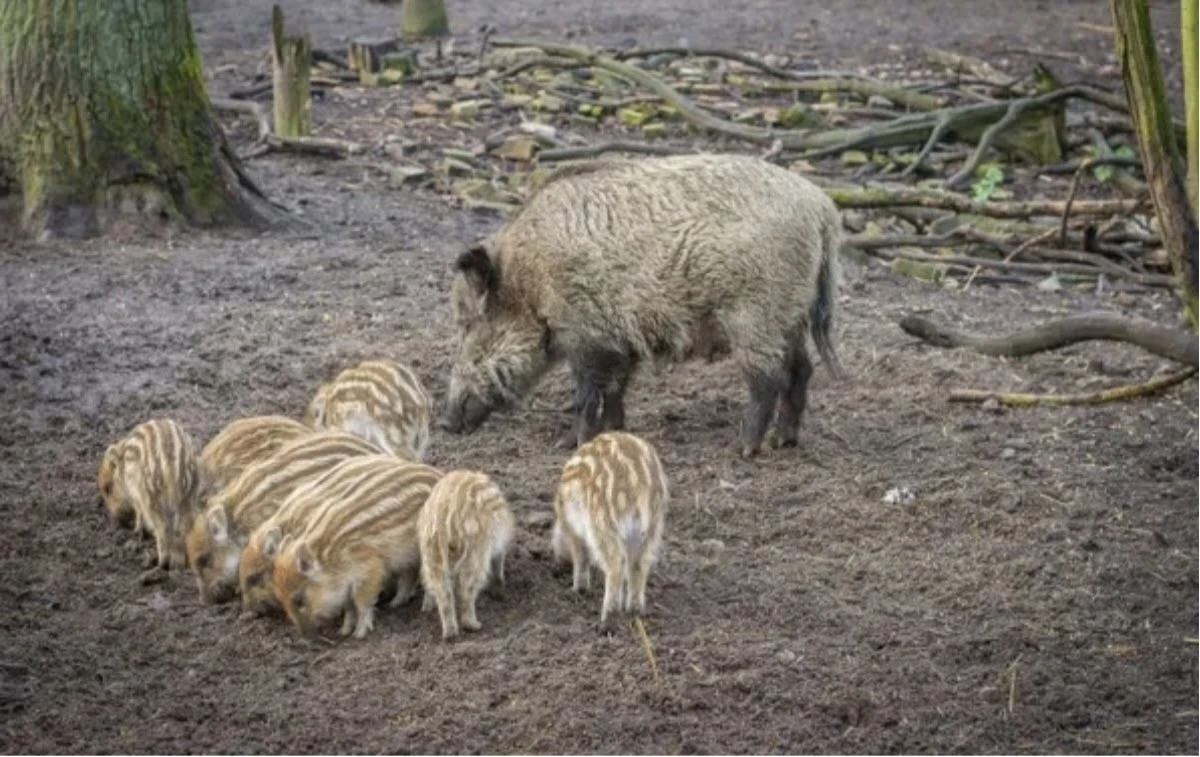 Африканская чума свиней🐷 (АЧС) - вирусная болезнь, которая характеризуется сверхострым, острым, реж