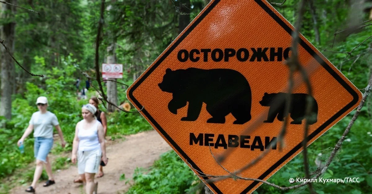 Число нападений медведей в России на людей составляет порядка 20-30 случаев ежегодно, с...