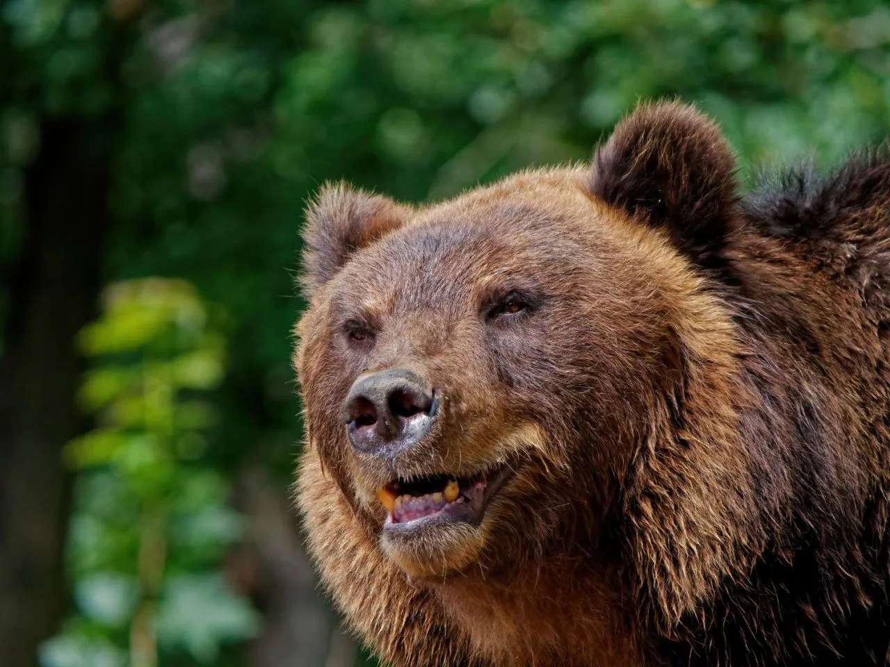 🐻У 15-го сада у Малой Лимки снова заметили медведя