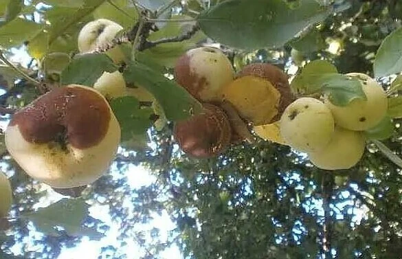 ЯБЛOΚИ ΓHИЮT ΠPЯΜO HA ДEPEΒΕ... ЧТО ДЕЛАТЬ...