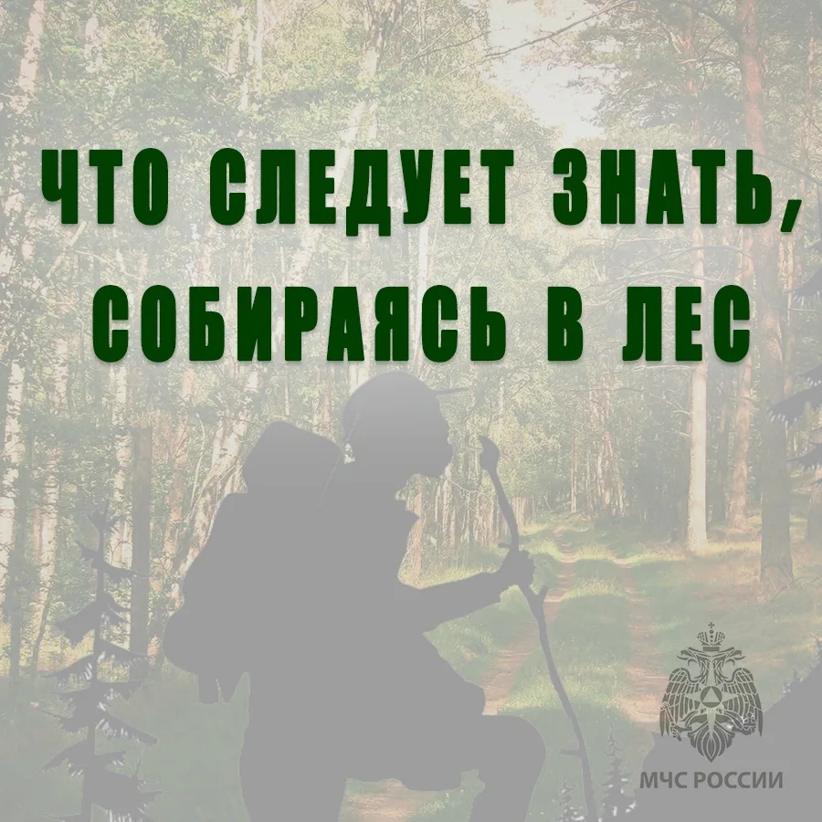 🍄🌲 Жители Свердловской области все чаще выбираются в леса за грибами и отдыхом на природе. Однако 