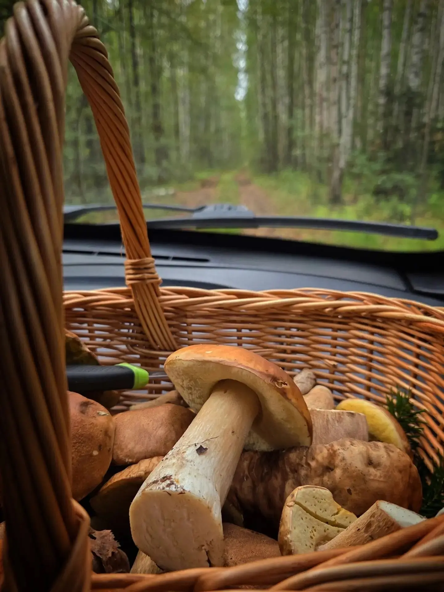 🍂🌲🍄Поход в лес в Чайковском районе Пермского края. Увидеть лесных обитателей, насоби...