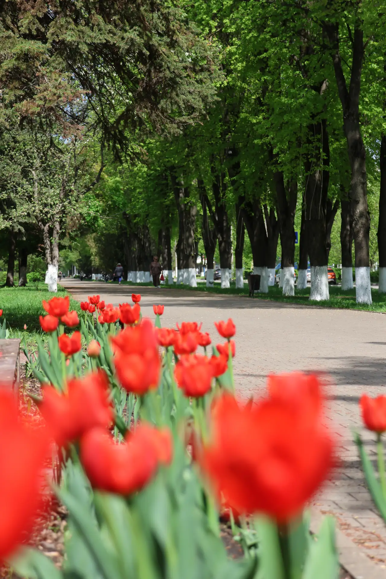 Новомосковск расцветает 😍  Тепло вернулось, а вместе с ним — вдохновение на прогулки. Успейте наслад