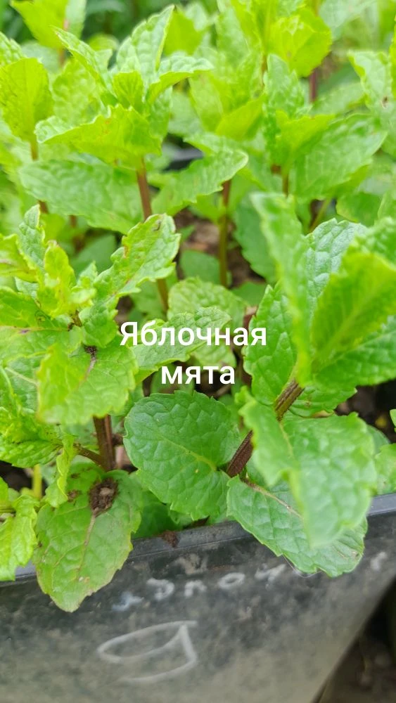 Полдня провела с мятой, нанюхалась, насмотрелась и пока не пропали впечатления, нужно и...