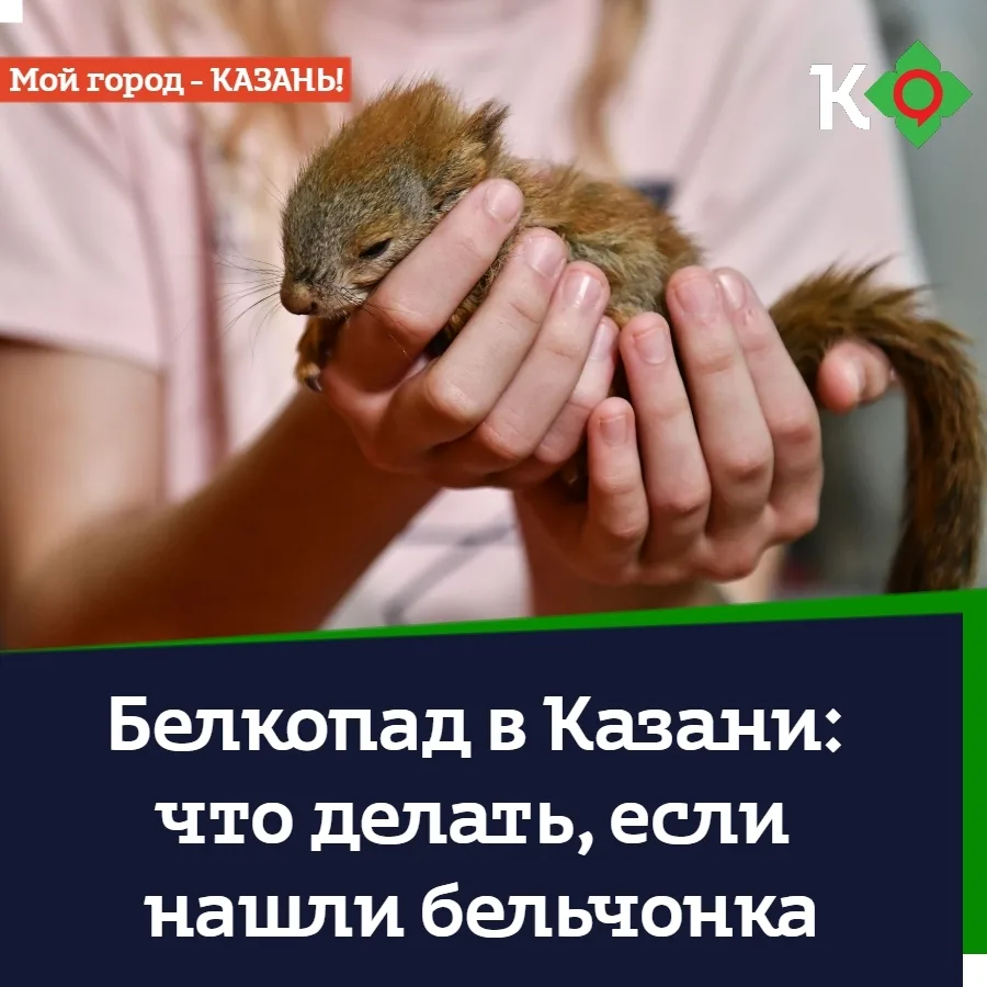 🐿 Белкопад в Казани: что делать, если нашли бельчонка