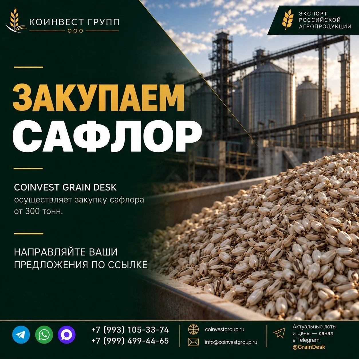 🟢 ЗАКУПАЕМ САФЛОР