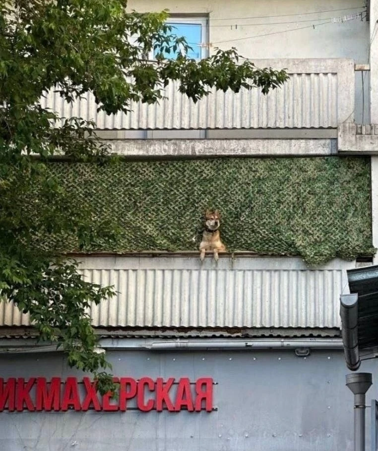 Жители Северного Медведково могут спать спокойно, пока за порядком на районе следит хор...