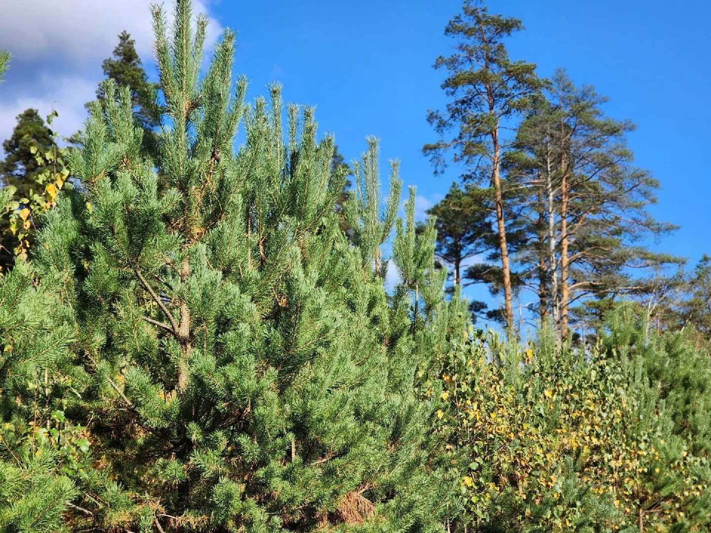 🌲 В районе деревни Малыгино за десять лет восстановили более 55 гектаров леса.