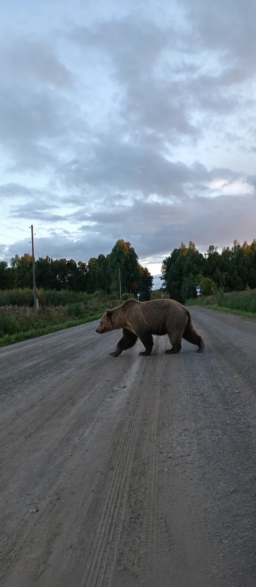🐻 Медведь недалеко от Колпашево: жители сообщают о встрече с диким зверем