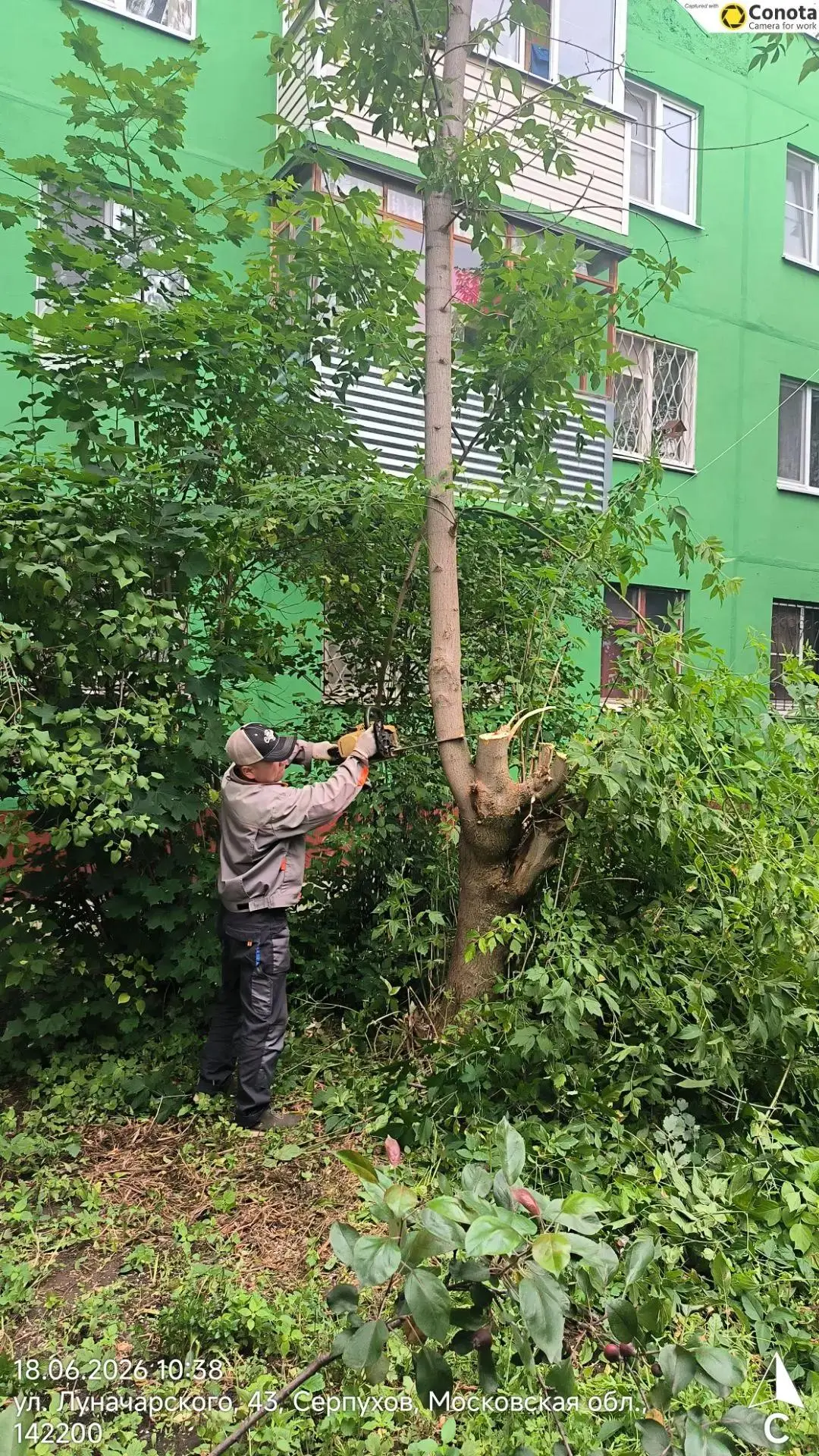 Опиловка деревьев.