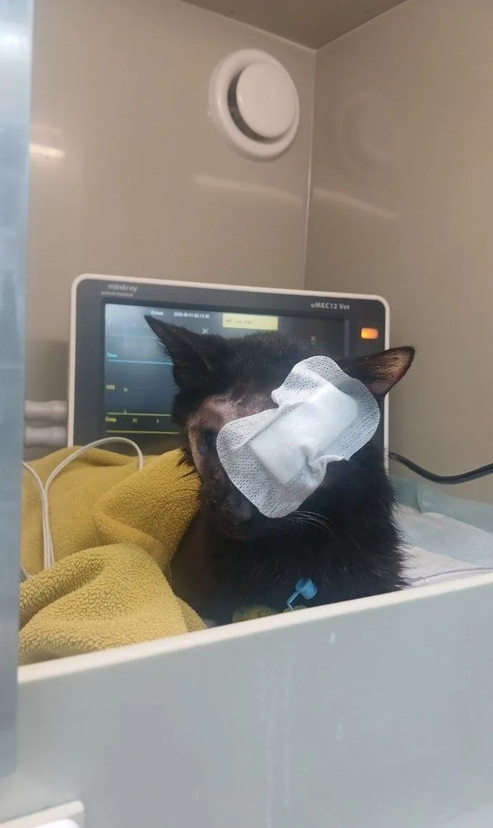 Старенький котик Гера окончательно проснулся после наркоза для удаления глаза. Желающих...