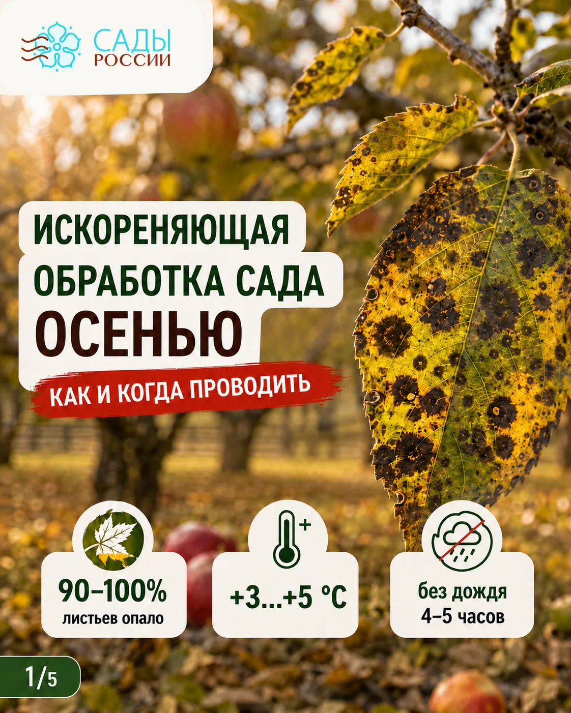 Вы просили — мы сделали для вас подробную памятку по осенней искореняющей обработке сад...