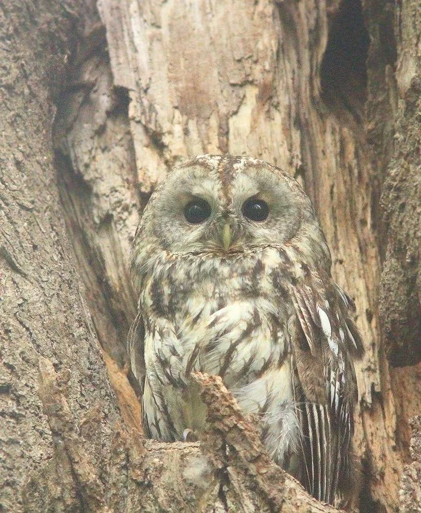 🦉 В национальном парке «Лосиный Остров» заметили и сфотографировали неясыть. Эта сова занесена в Кра