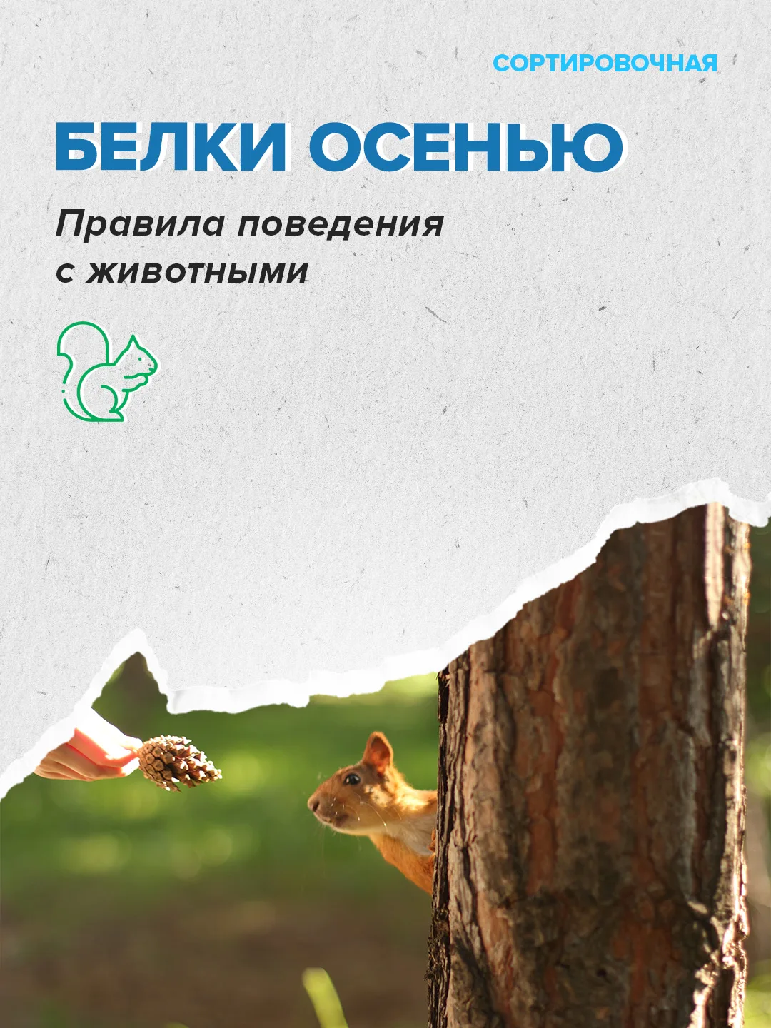 🍂 🐿 Осенью белки активно готовятся к зиме: делают запасы корма, меняют шубку и утепля...