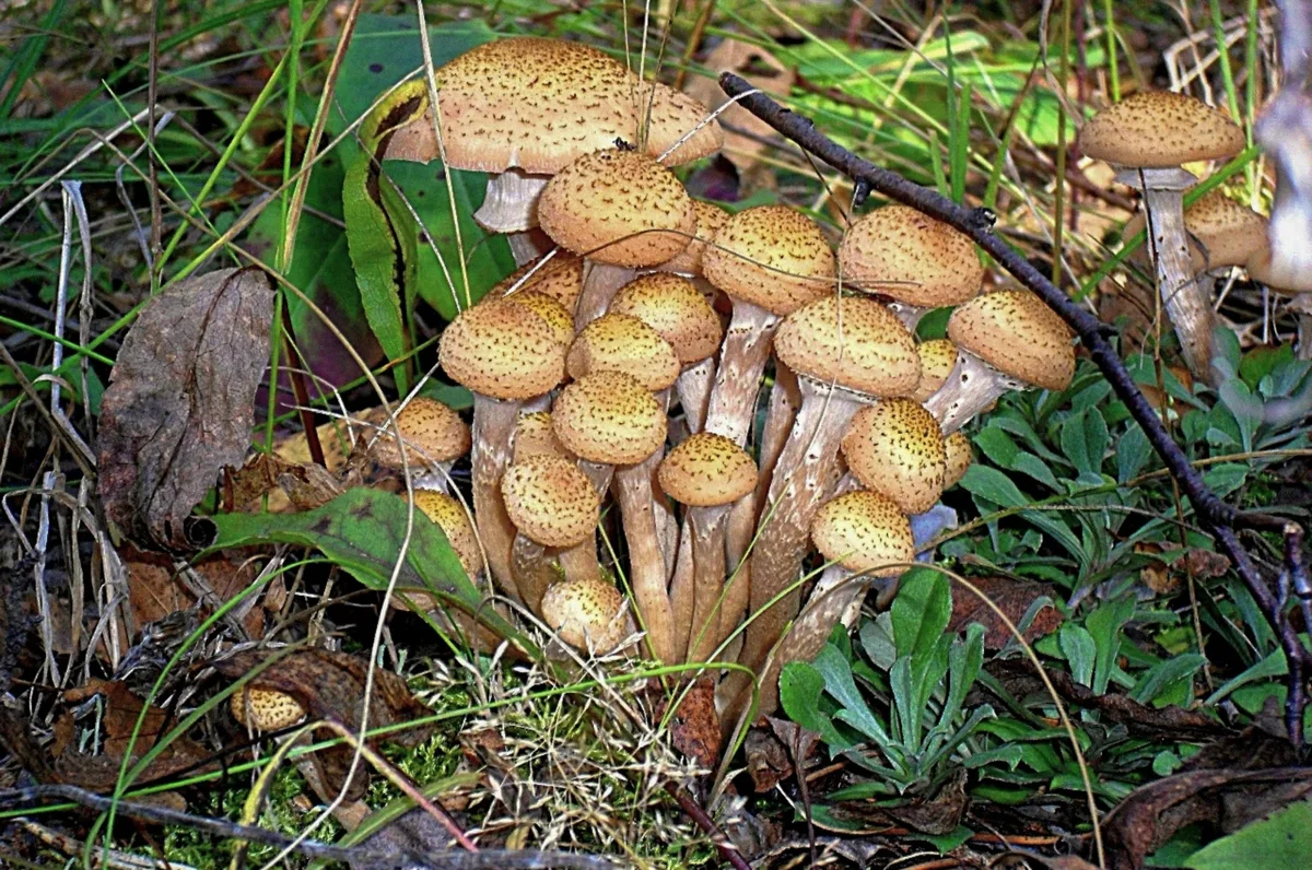 🍄‍🟫Грибной дождь!