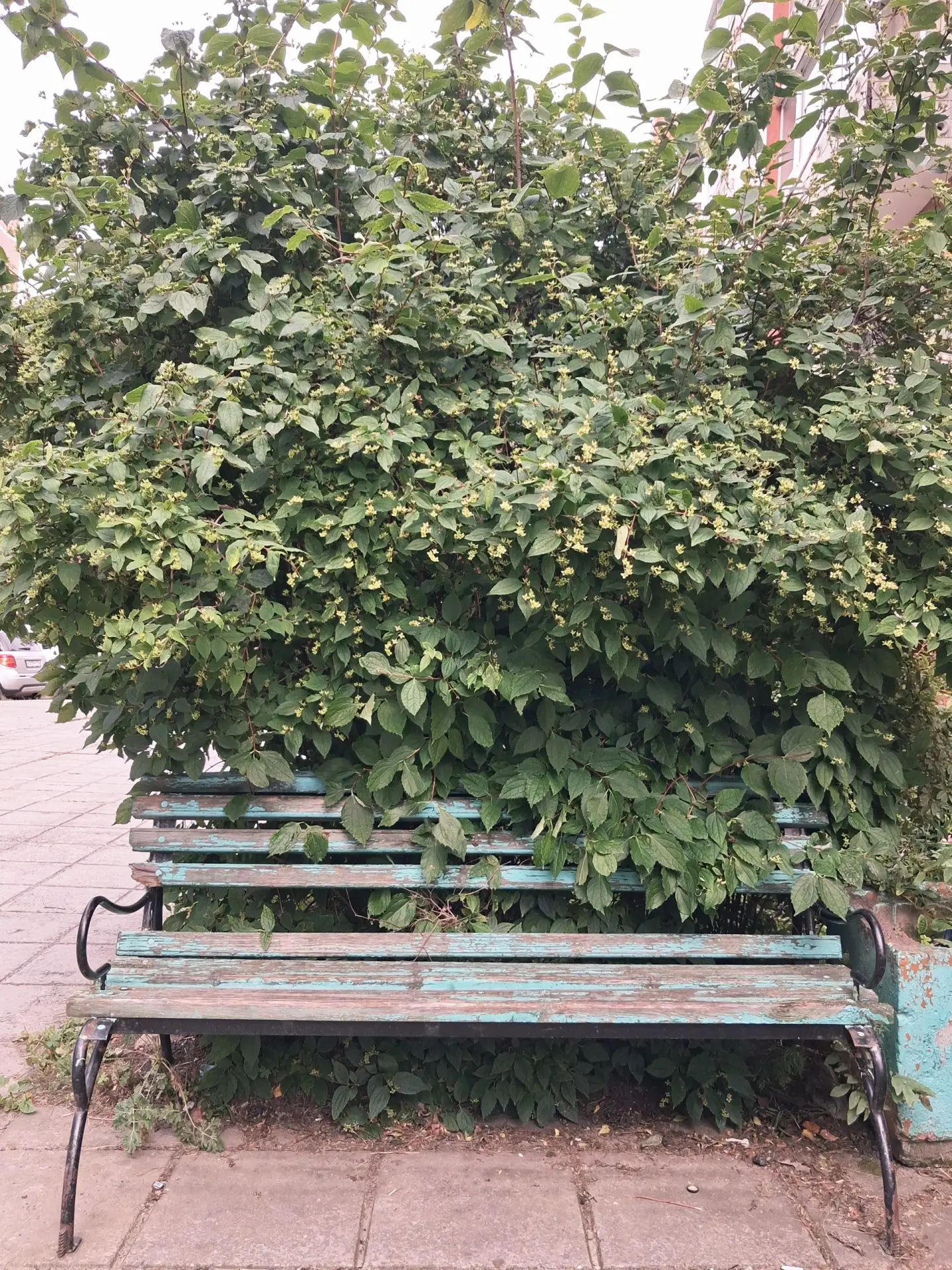 Наши уютные дворы...