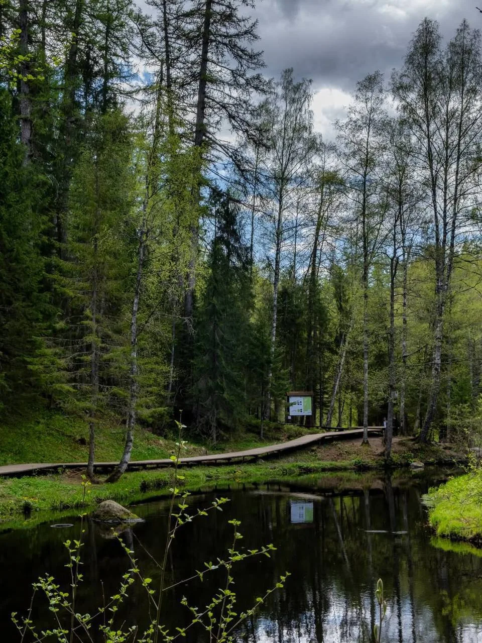 🌲 Линдуловская роща — сказочная прогулка среди вековых лиственниц

Если хочется устроить детям небо