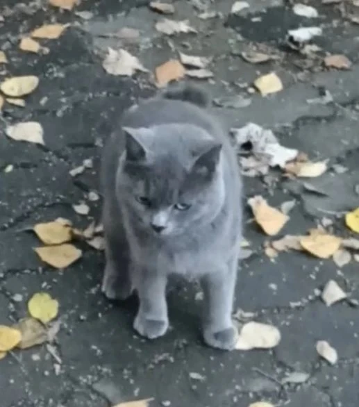 КТО ПОТЕРЯЛ КОТА?