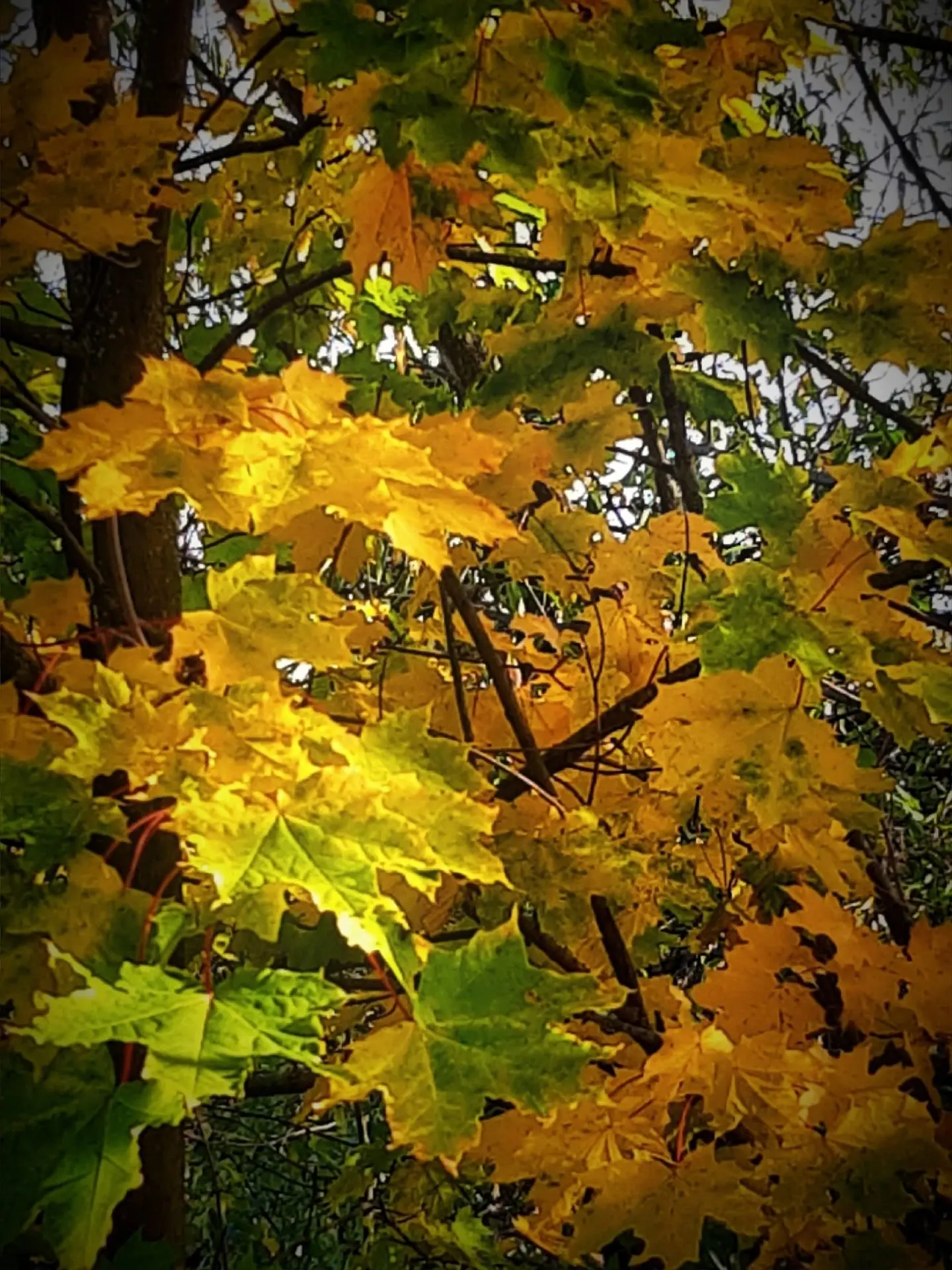 Еще немного красавицы-осени вам в ленту 🍂