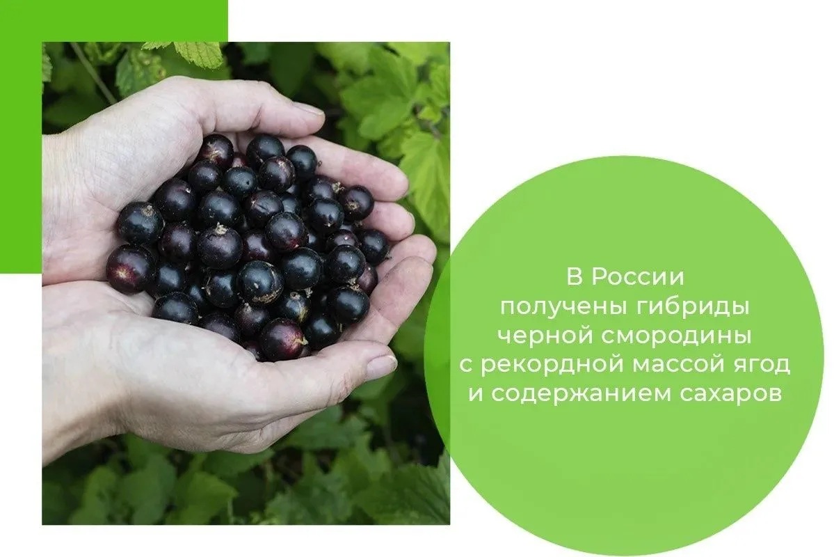 В России получены гибриды черной смородины с рекордной массой ягод и содержанием сахаров